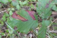 Ectoedemia erythrogenella