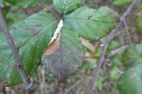 Coptotriche marginea