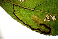 Stigmella salicis