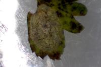 Phyllonorycter corylifoliella