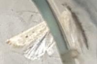 Nothris verbascella