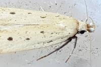 Nothris verbascella
