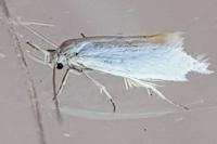 Elachista argentella