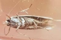Elachista argentella