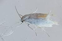 Elachista argentella