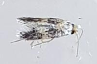 Stigmella