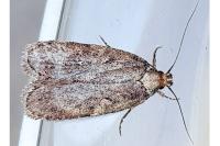 Depressaria