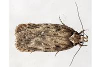 Depressaria