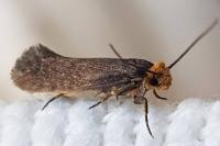 Cephimallota crassiflavella