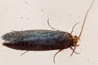 Cephimallota crassiflavella