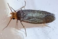Cephimallota crassiflavella