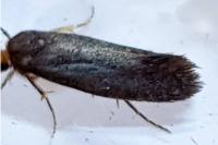 Cephimallota crassiflavella