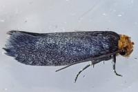 Cephimallota crassiflavella