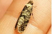 Morophaga morella