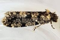 Morophaga morella