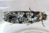 Morophaga morella
