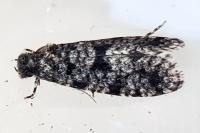 Morophaga morella