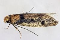 Niditinea fuscella