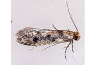 Niditinea fuscella
