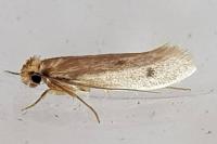 Tinea