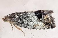 Cydia splendana