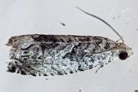 Cydia fagiglandana