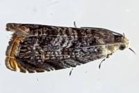 Grapholita janthinana