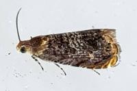 Grapholita janthinana