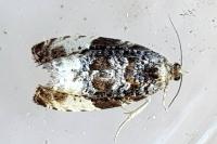 Hedya pruniana