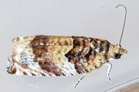 Gypsonoma