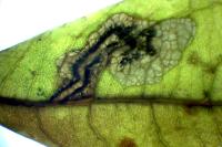 Stigmella salicis