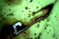 Stigmella ulmivora