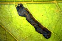 Stigmella trimaculella