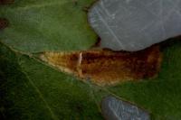 Phyllonorycter rajella