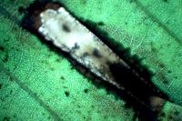 Phyllonorycter klemannella