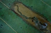 Phyllonorycter klemannella