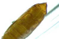 Phyllonorycter klemannella