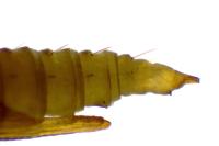 Phyllonorycter klemannella