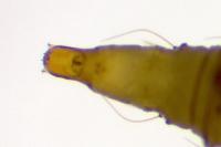 Phyllonorycter klemannella