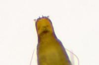 Phyllonorycter klemannella