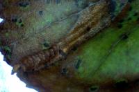 Phyllonorycter