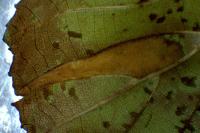 Phyllonorycter