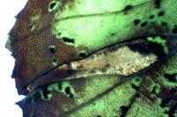 Phyllonorycter