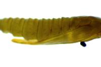 Phyllonorycter