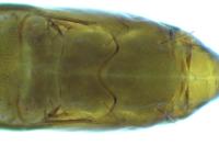 Phyllonorycter