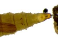 Phyllonorycter