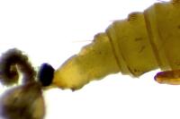 Phyllonorycter
