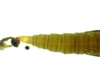 Phyllonorycter