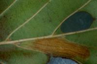 Phyllonorycter rajella