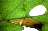 Phyllonorycter rajella